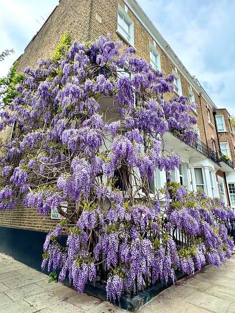 Wisteria in full bloom on buildings in London. Alicia, in her power wheelchair, drives in front of one image with wisteria behind her.