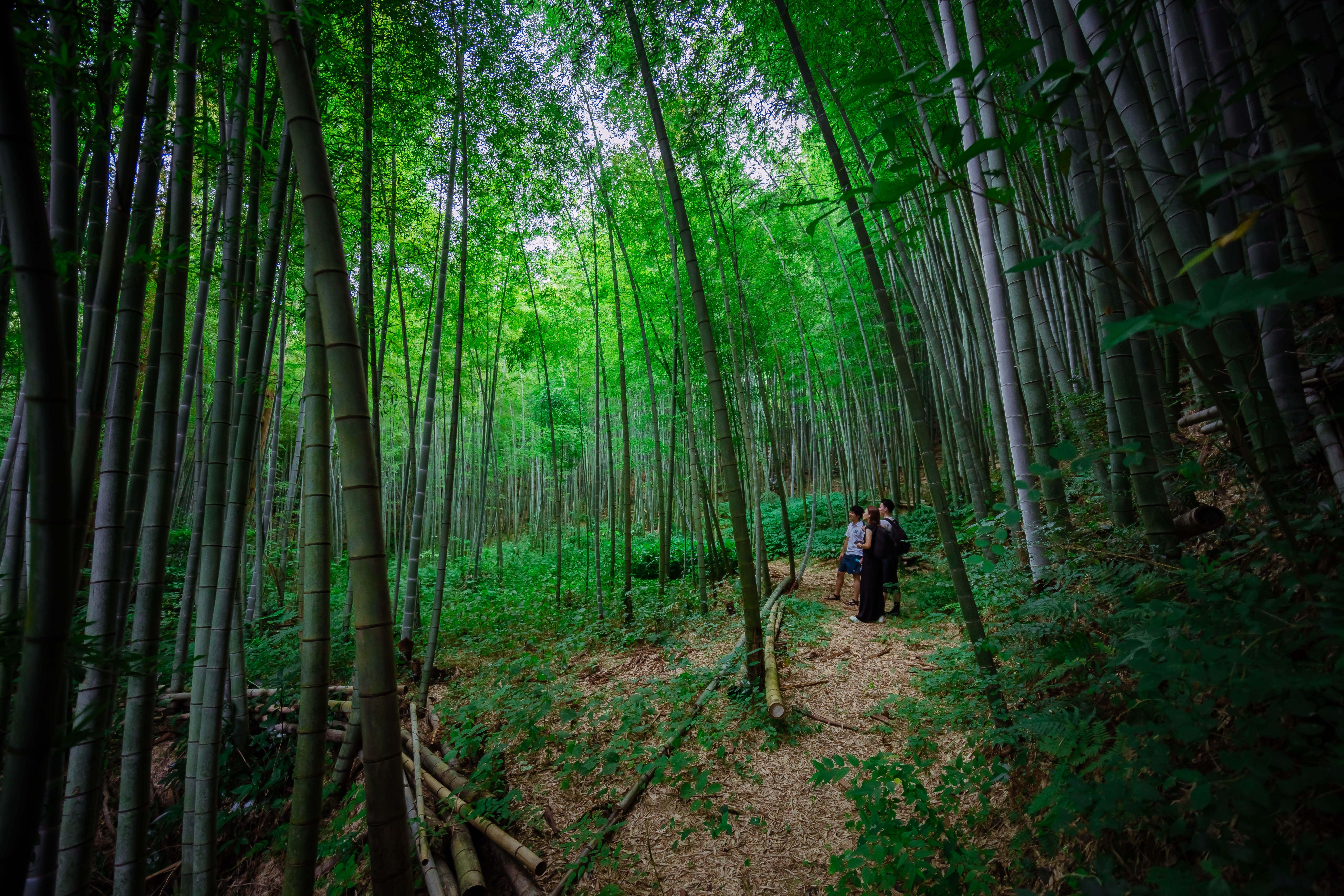 PlanetDAO002ーBamboo Forest House: A Journey Through Time and