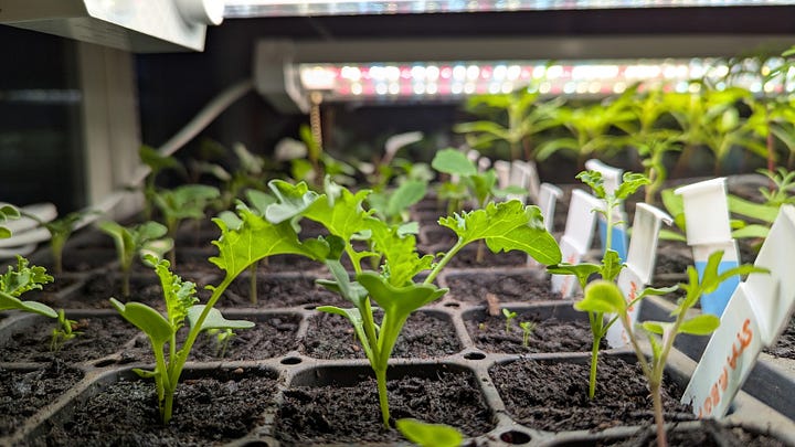 Two images of small green seedlings growing under LED lights.
