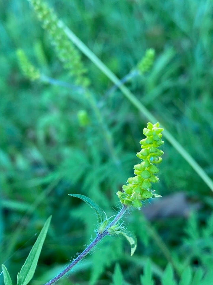 flowers of Ambrosia artemisiifolia, left and Ambrosia trifida, right