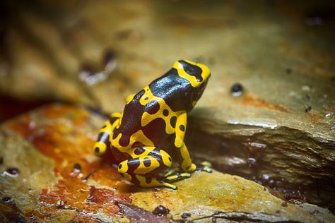 Frogs from around the world...