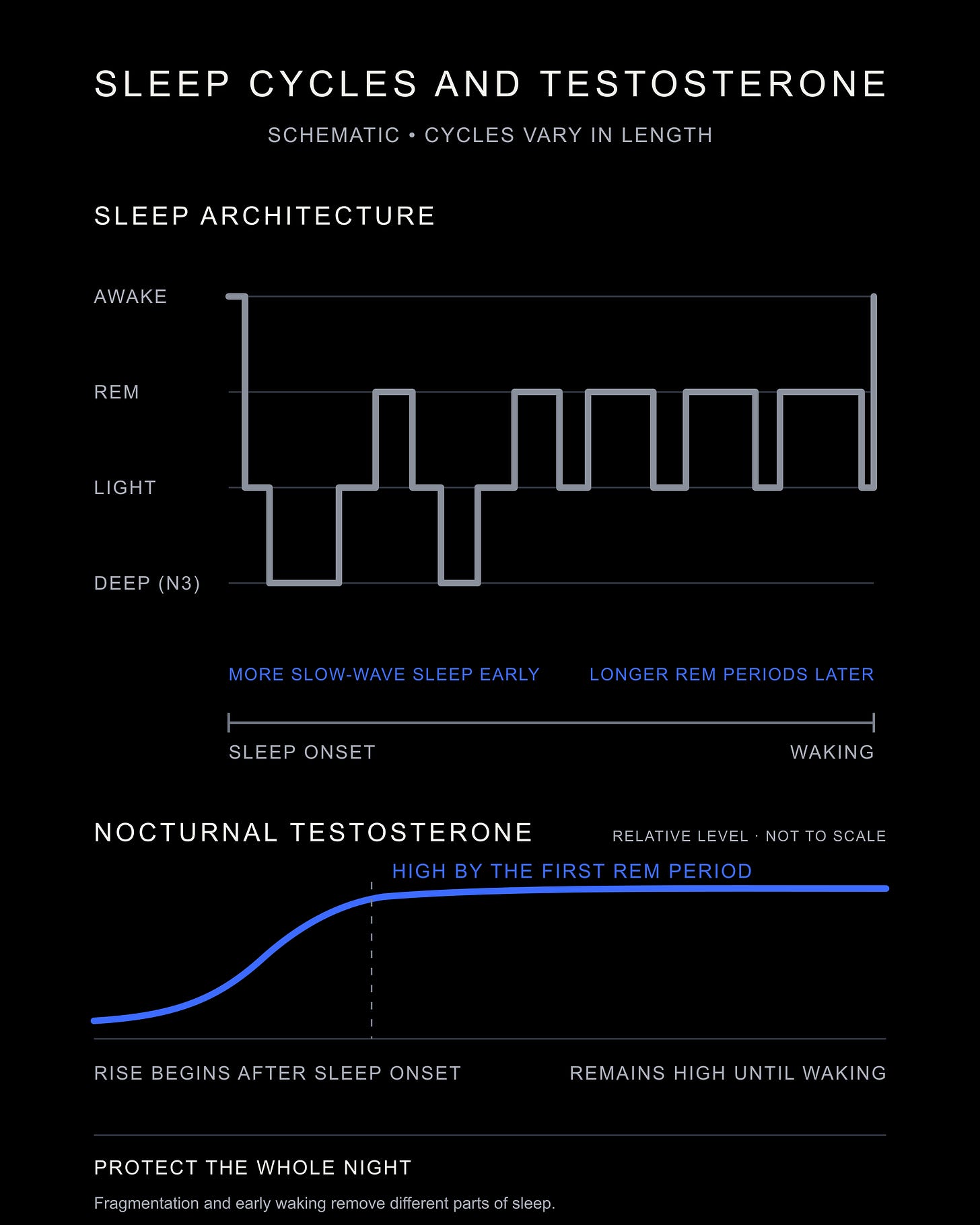 Sleep cycles and the nocturnal testosterone rise