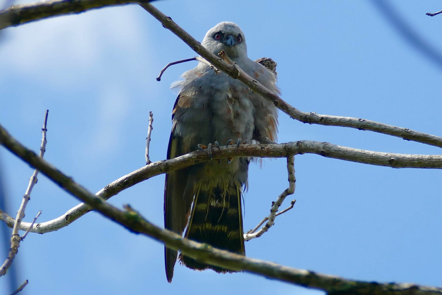 Primping Mississippi kite in tree