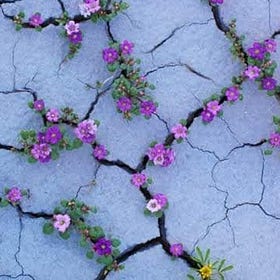 Resilience Wins