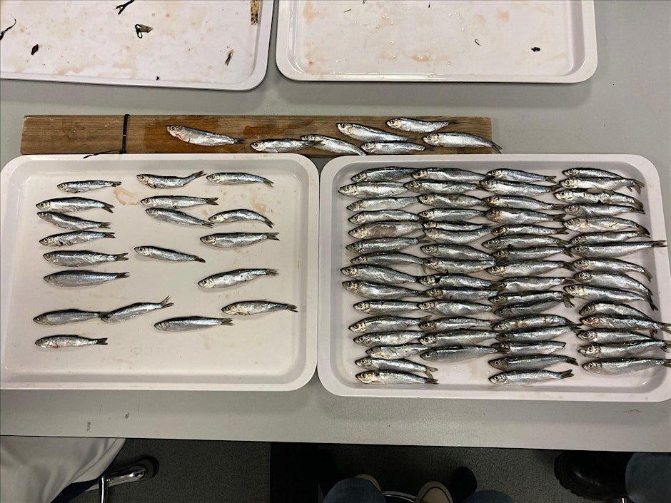 Harding's Fish The Fish That Shaped Our Coasts