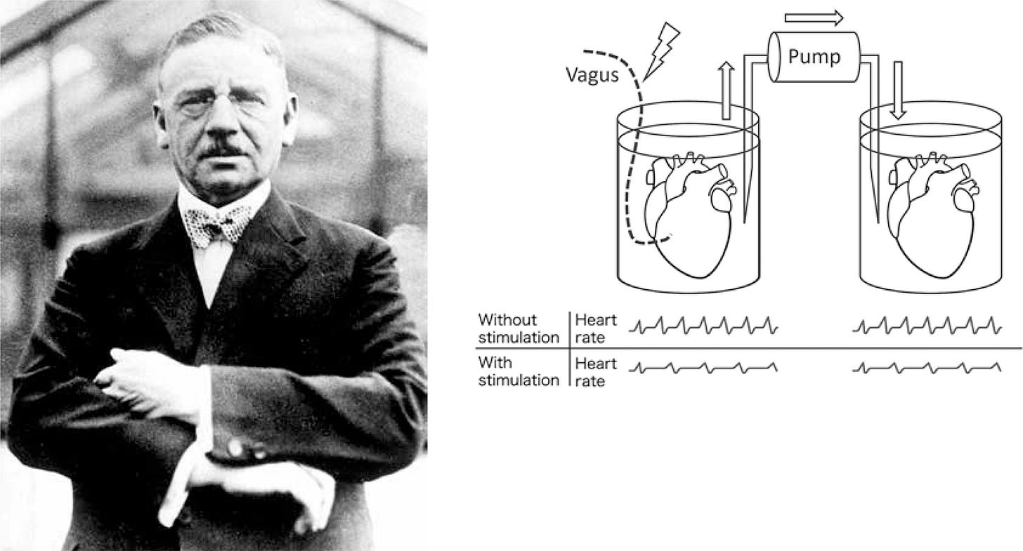 History of the development of isolated heart perfusion experimental model and its pioneering role in understanding heart physiology History of the development of isolated heart perfusion experimental model and its pioneering role in understanding heart physiology