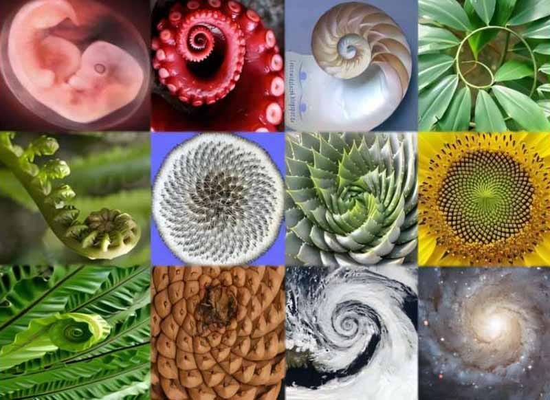 Fibonacci Numbers, Creation, Space, Hologram, Math