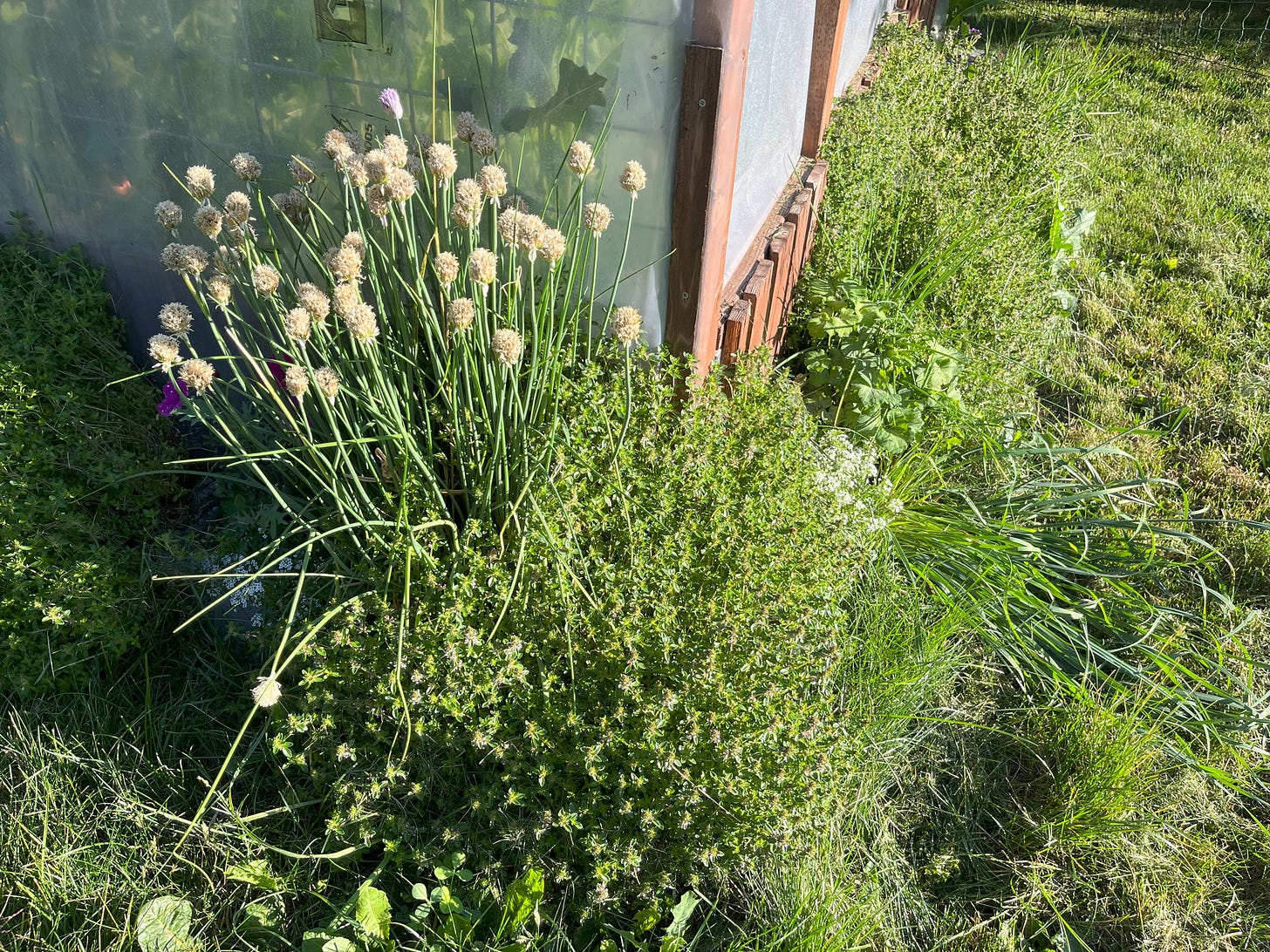 chives and thyme