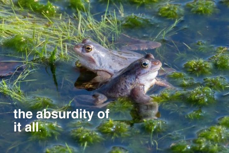 water frogs absurdity