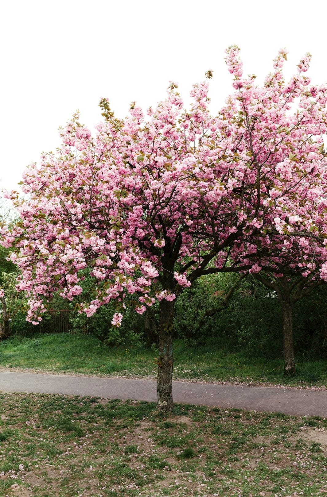 Mutfaktan gördüğüm o şeftali ağacı aynı böyleydi.