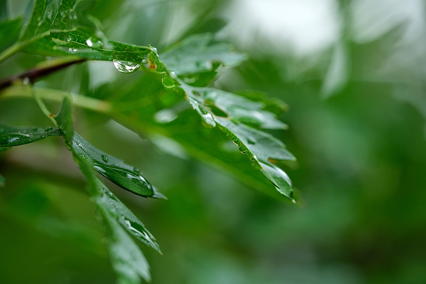 Water droplets rest briefly on hawthorn leaves after a night’s rain