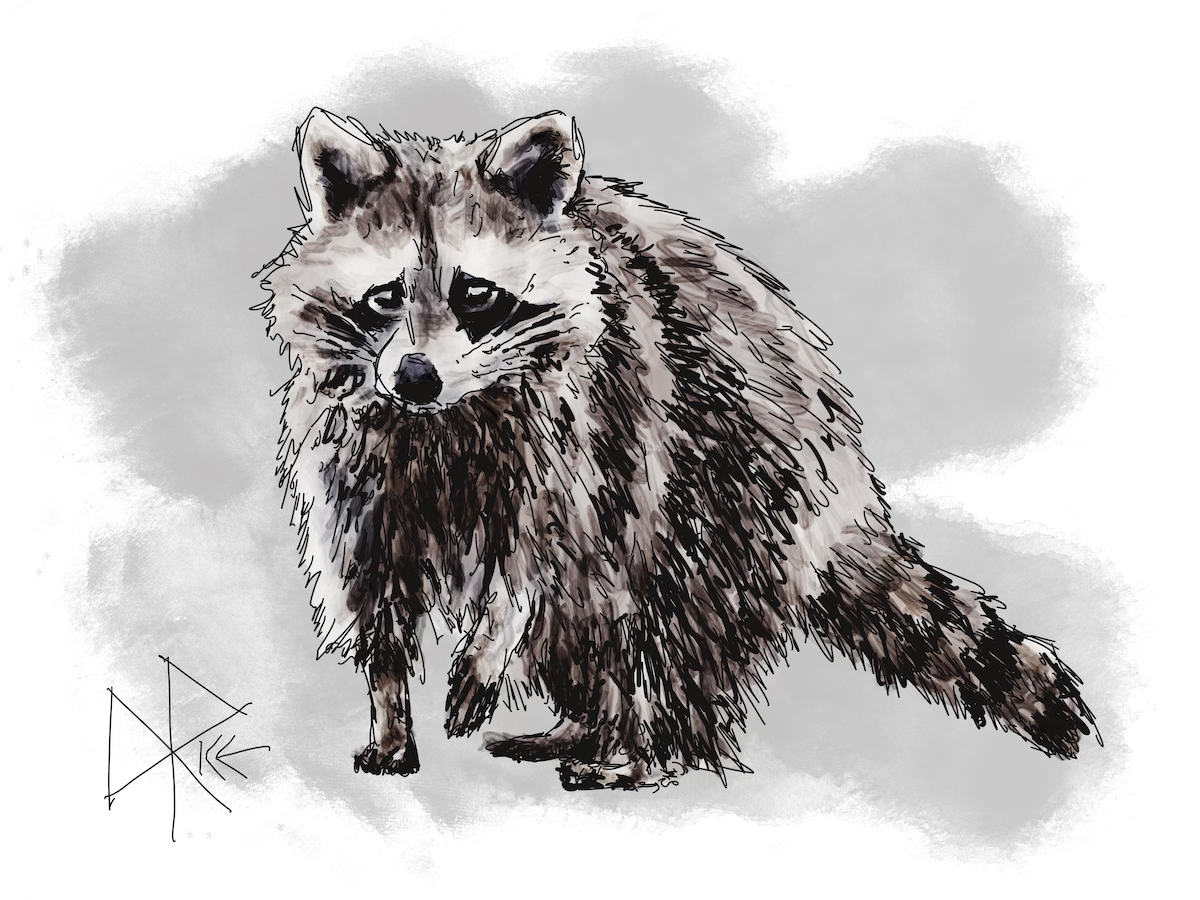 A raccoon walks stealthily through the neighbourhood, looking for something to eat. Sketch art by Don Rice.