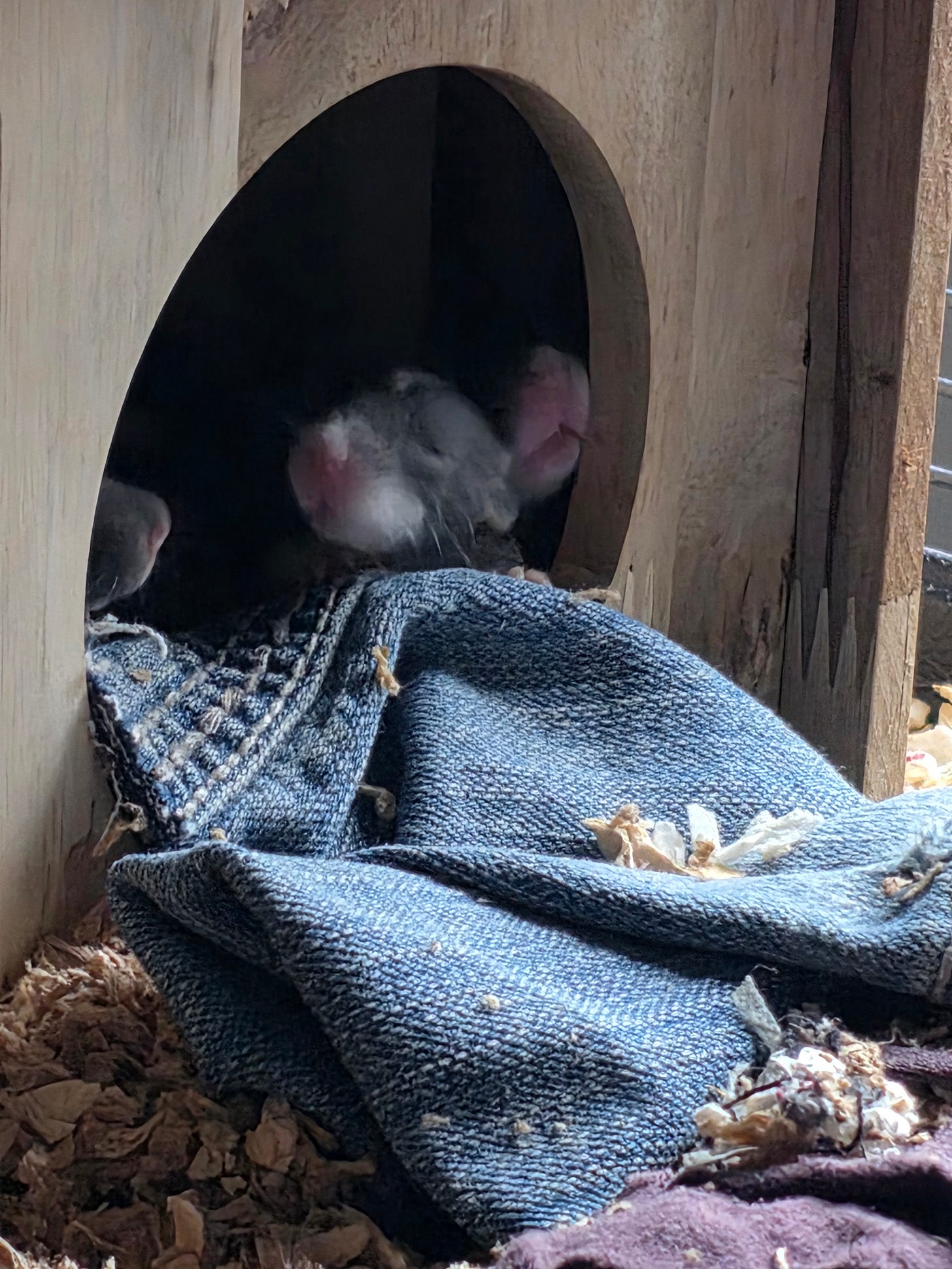 three baby rats can be seen at the entrance to their house