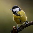 Great tits raised by Blue tits fail to pair with conspecifics
