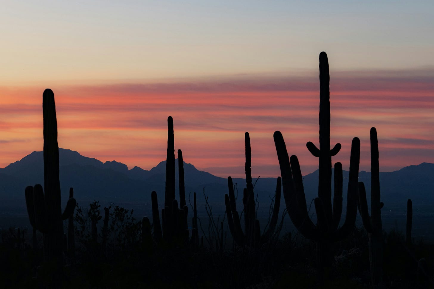 Cactuses against a desert sunset