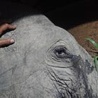 Another day, another dead elephant…