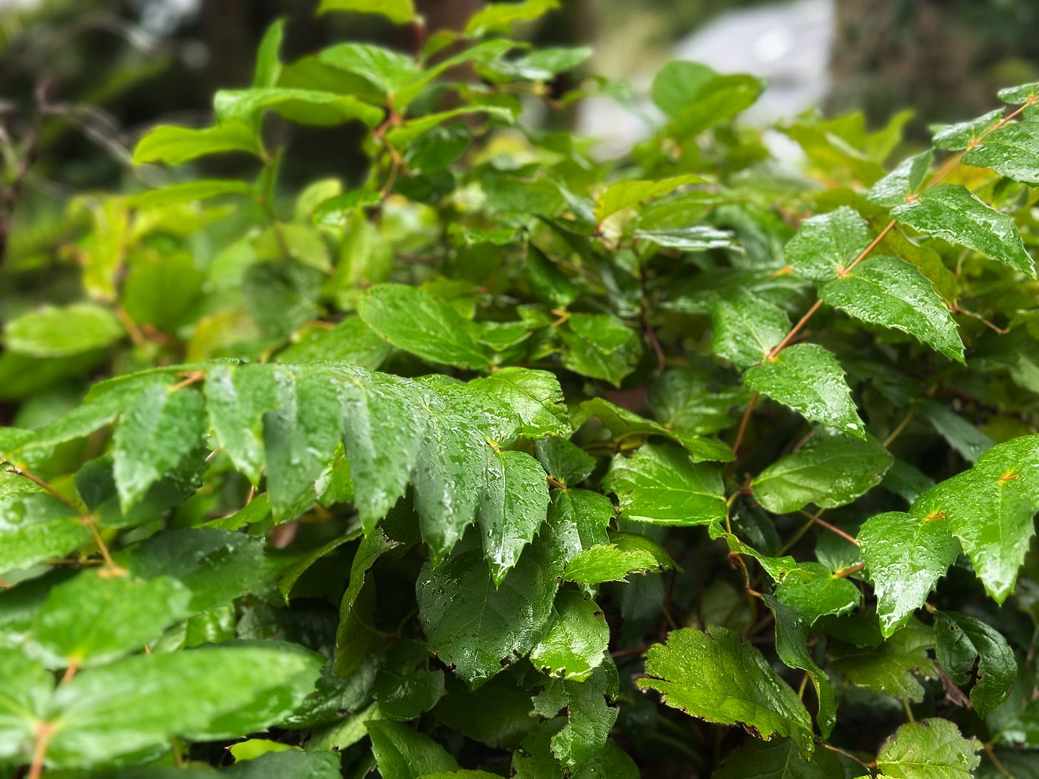 rain on green garden plans