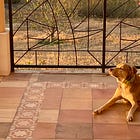 Get Started with Housesitting to Travel Affordably & Live Like a Local