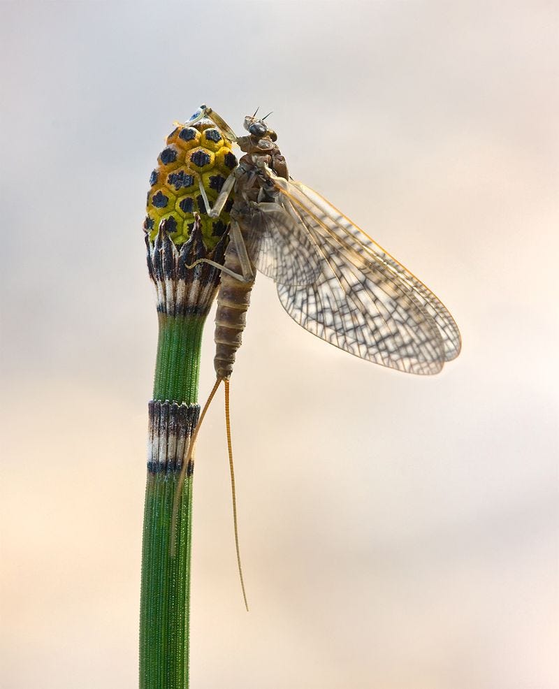mayfly mayfly