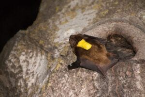 Bat with sensors