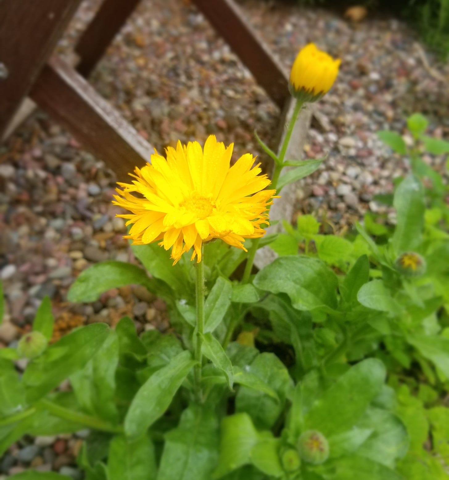 A yellow calendula flower opens to the sun, surrounded by green leaves, tight-closed buds, and another bud soon to bloom