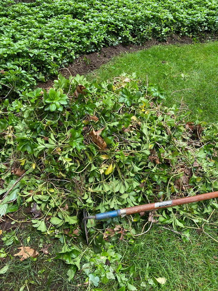 Pachysandra growing in garden, covering the ground with lush green leaves. Pachysandra plants uprooted and lying in a pile on the lawn next to garden hoe.
