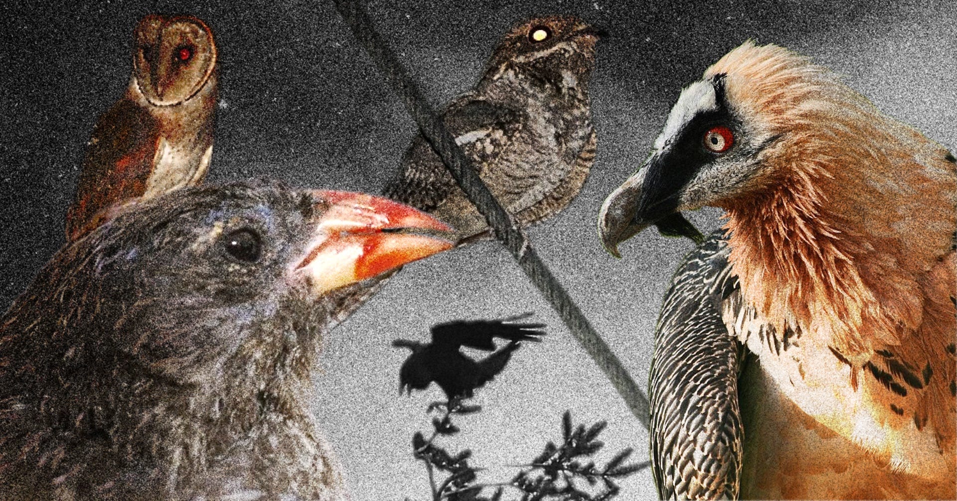 Vampire Birds and Other Ornithological Oddities