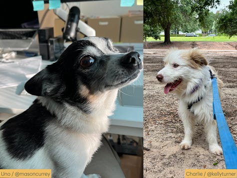 Photos of dogs and their names and owners' substack handles