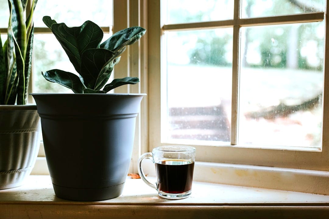 green plant in white ceramic mug beside window
