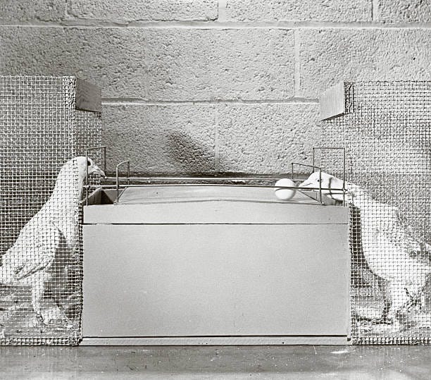 As part of B.F. Skinner's behavior experiments, the learning ability of pigeons is tested through a ball game. Each bird pushed a single ball over a...