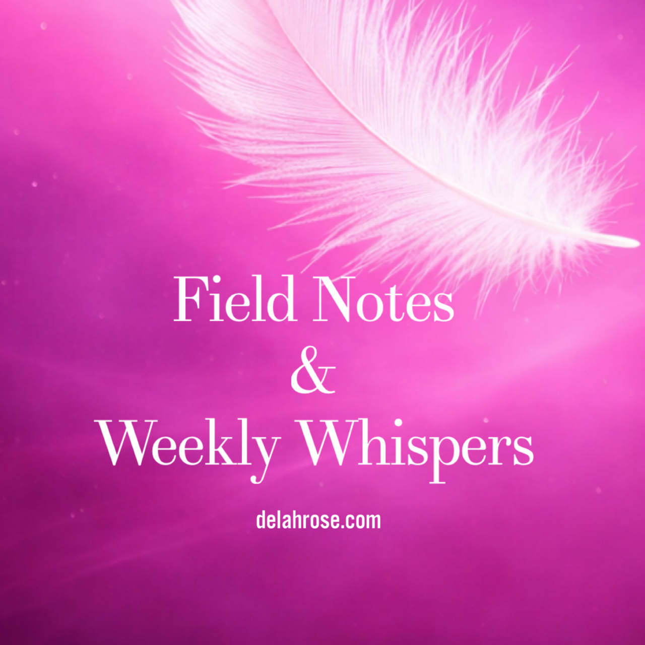 Field Notes - Weekly Whispers