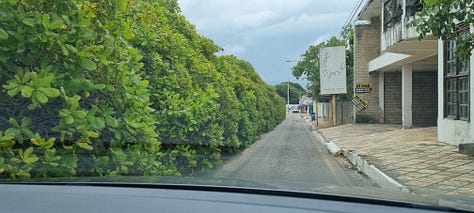 1. O cajueiro invadindo a pista mesmo. 2. Visto de cima. 3. De dentro, com foco no lindo caju.