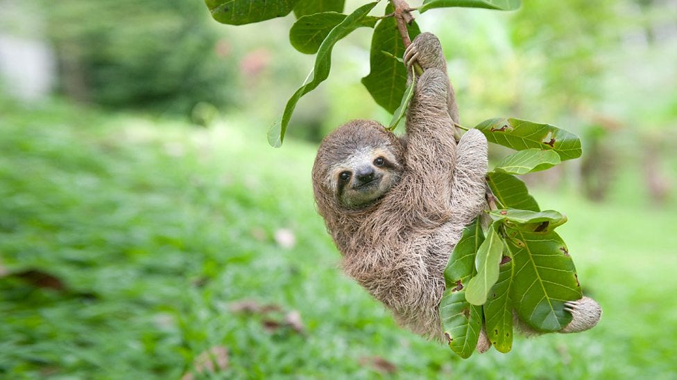 BBC One - Nature's Miracle Orphans, Series 1, Episode 2, In pictures: Costa  Rica - Newbie the sloth hanging from a tree