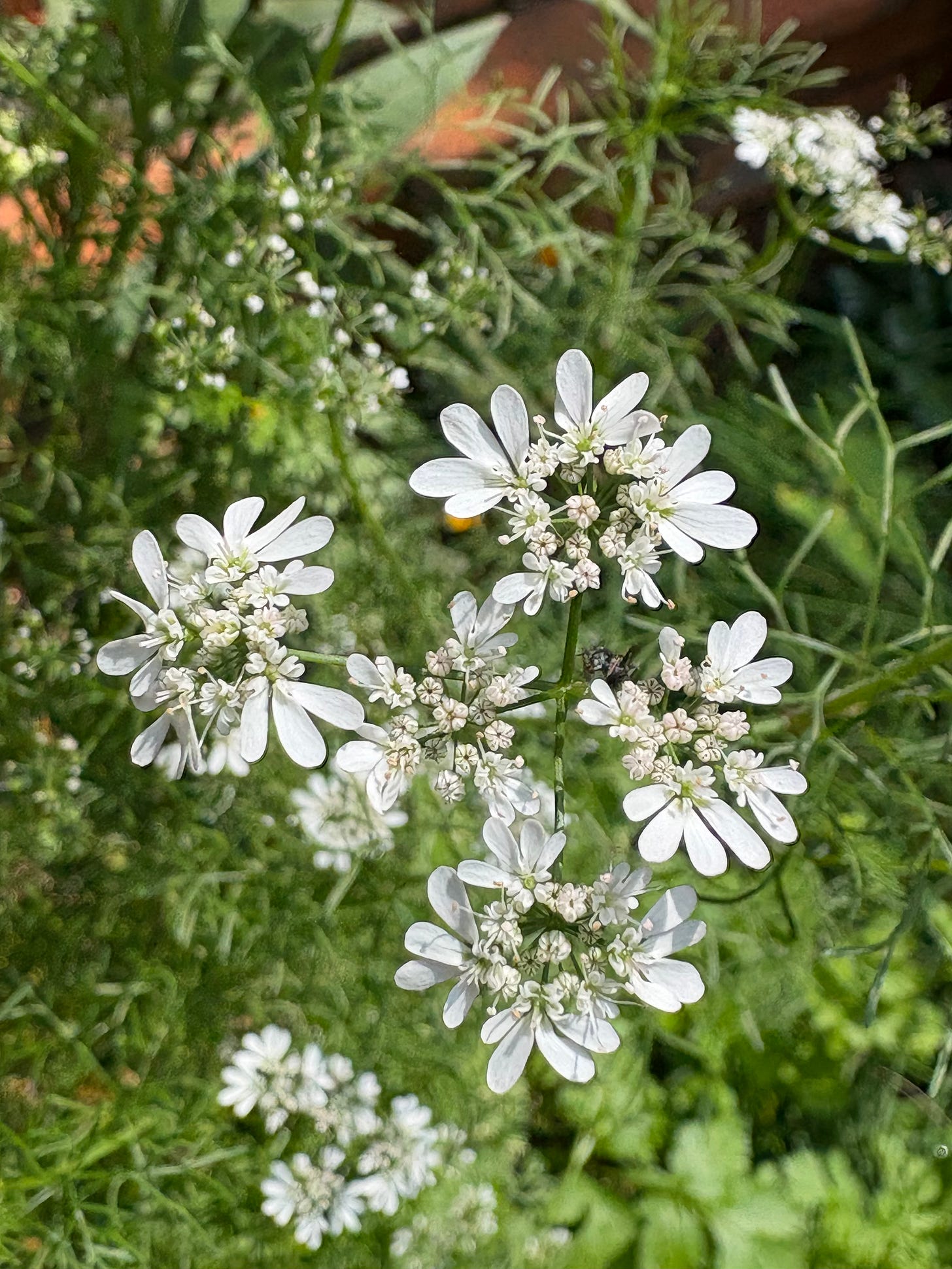 white dhania flowers white dhania flowers