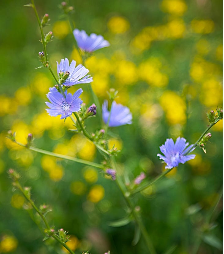 Blue-flowered Chicory Blue-flowered Chicory