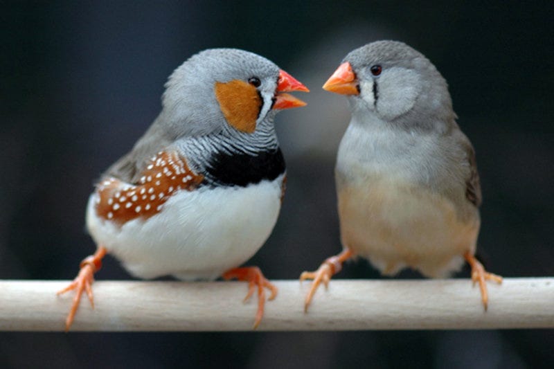 The zebra finch forms long-term pair bonds. Female zebra finches pull out all the stops to compensate for the shortcomings of unattractive partners.