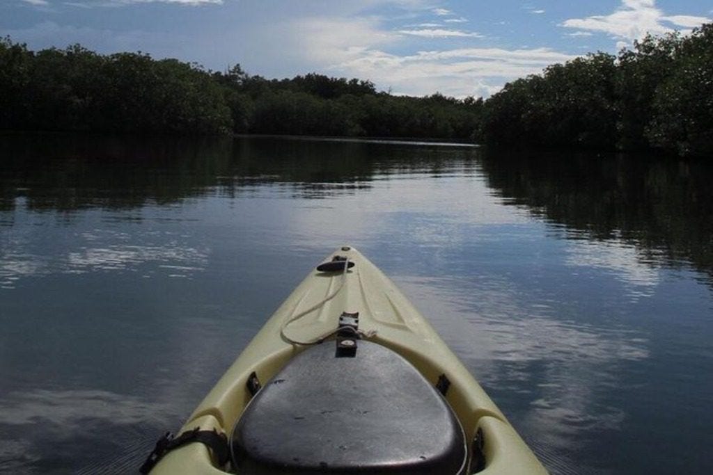 Kayaking in the mangroves