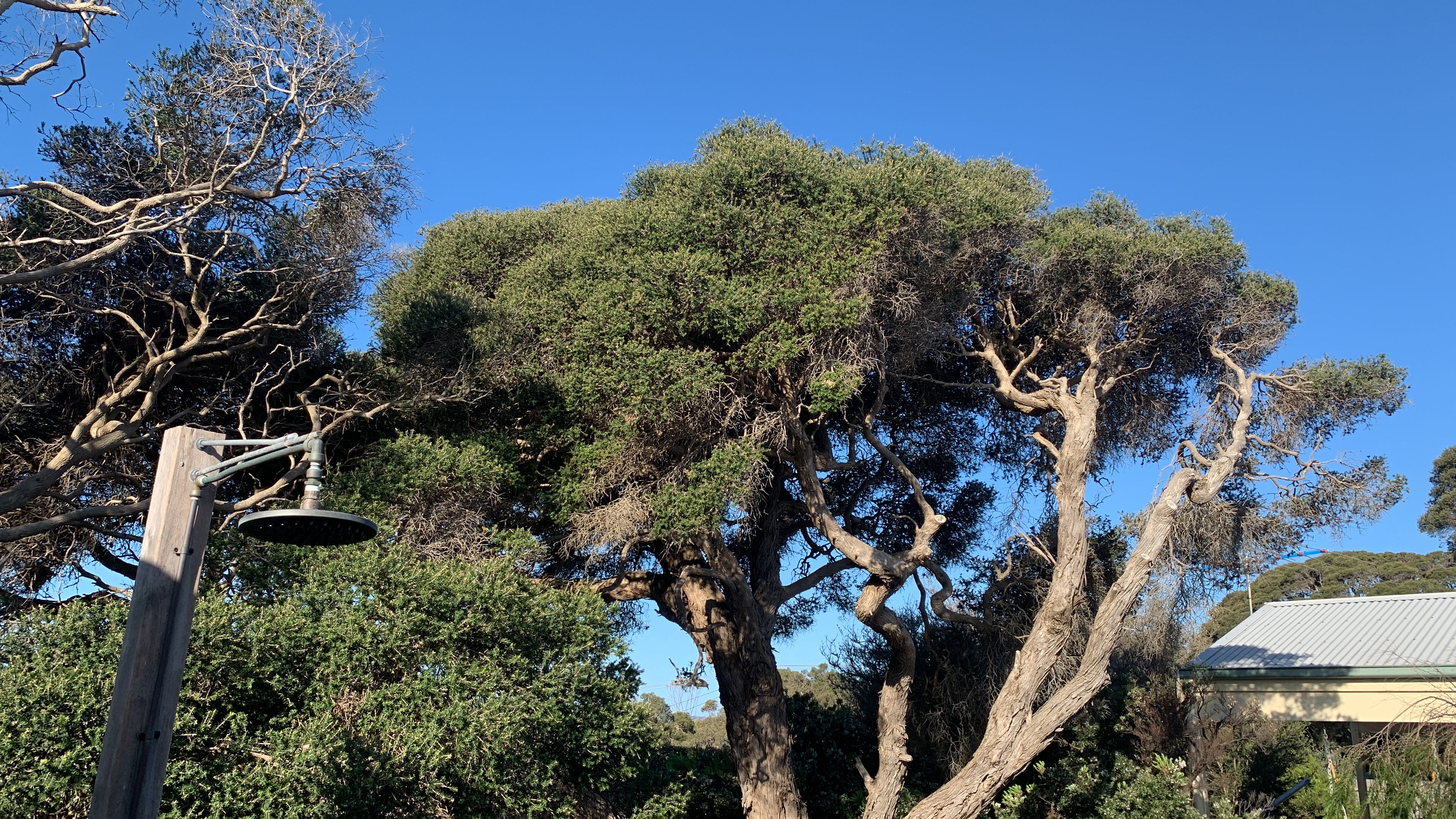 Seasonality and the St Leger - by The Blind Squirrel