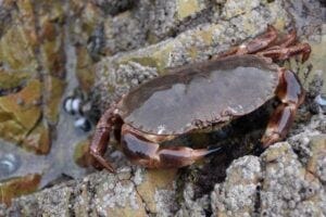 Crab in a tidal pool