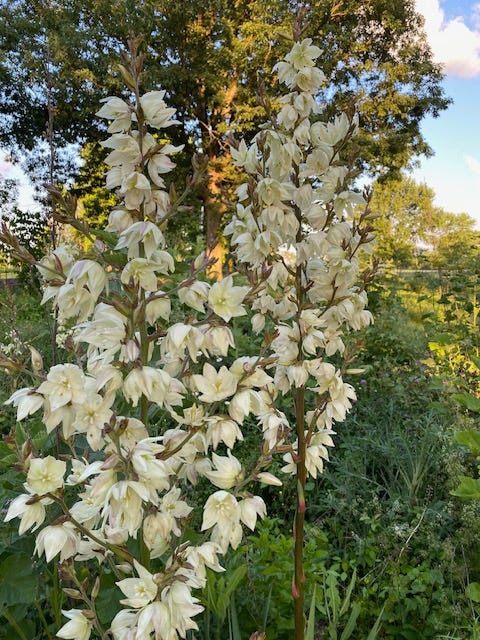 clockwise starting at upper left: yucca rosette produces a flowering stem, flowering panicle, green fruits, dried fruit showing seeds