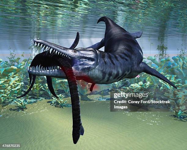 30 Plesiosaurus Dolichodeirus Stock Photos, High-Res Pictures, and Images -  Getty Images