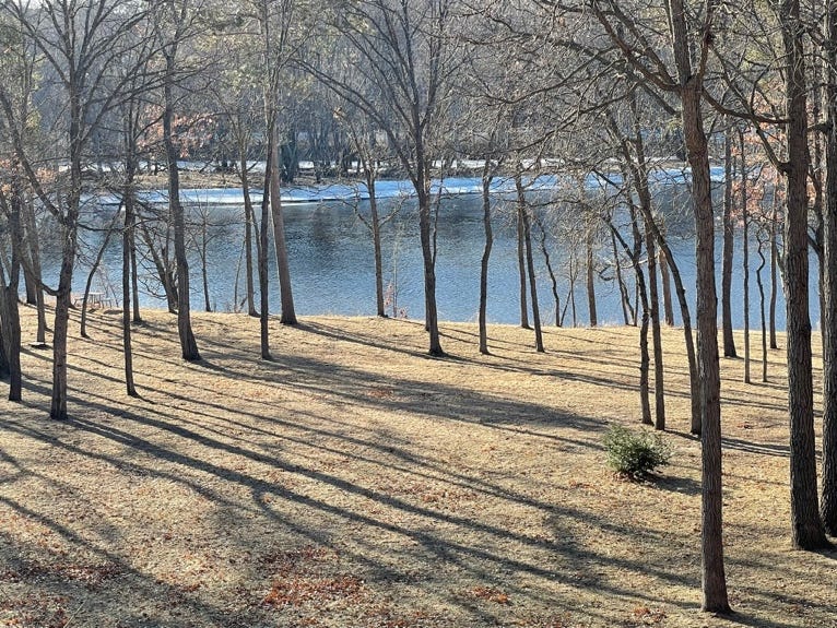 A group of trees by a body of water

Description automatically generated