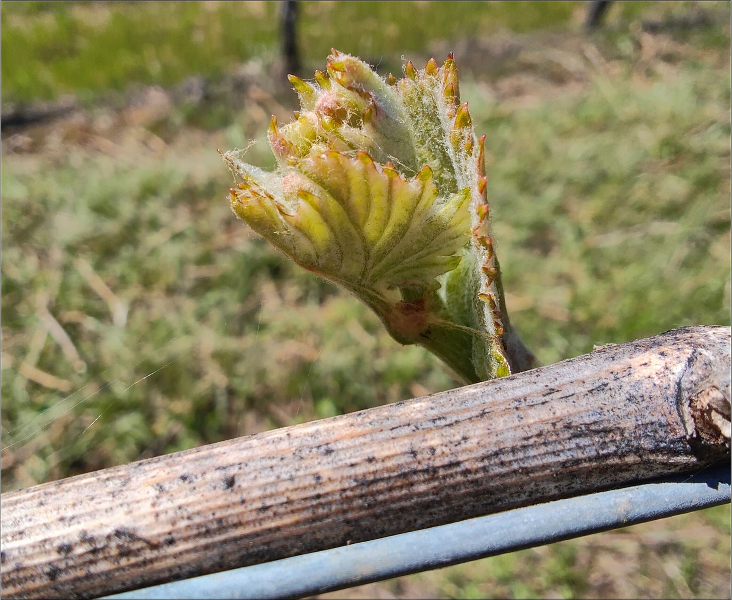 The first sign of Vintage 2025 - Bud Break!