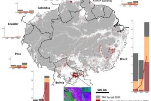 Pan-Amazon map showing newly detected large-scale forest degradation in 2024, primarily driven by fires, along with country-level trends in deforestation, forest degradation, and forest fires from 2022 to 2024 (source: Bourgoin et al., 2025)