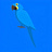 Hyacinth Macaw