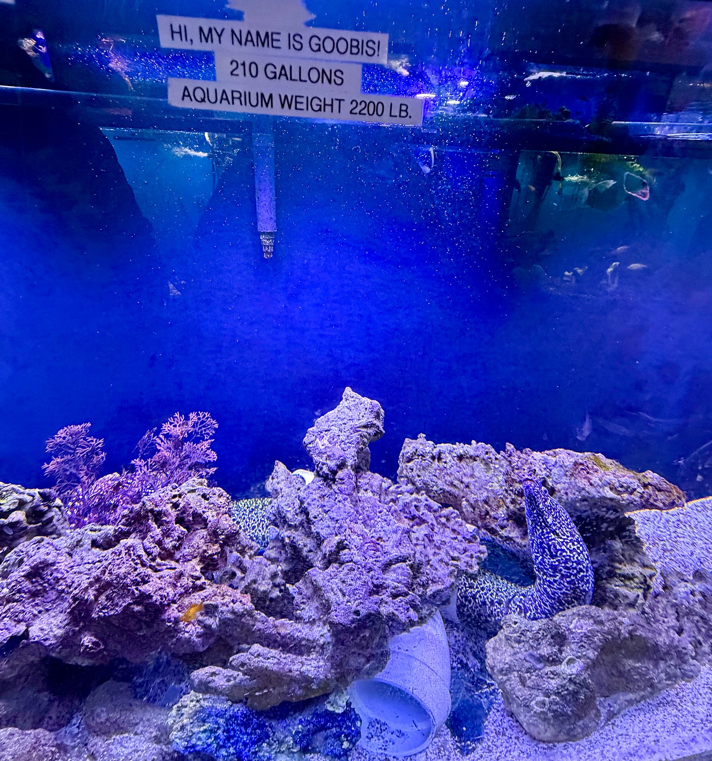 A large aquatic tank with a sticker that says "HI, MY NAME IS GOOBIS" and a spotted eel looking creature hanging out in a rocky cave A large aquatic tank with a sticker that says "HI, MY NAME IS GOOBIS" and a spotted eel looking creature hanging out in a rocky cave