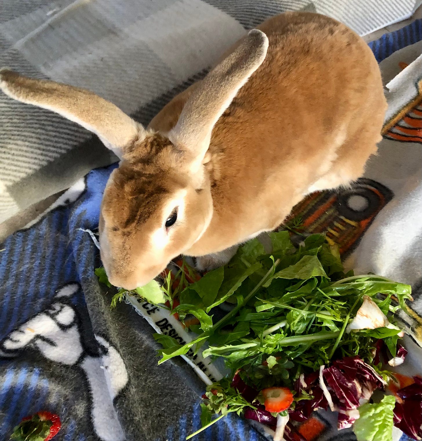 Rabbit eating greens
