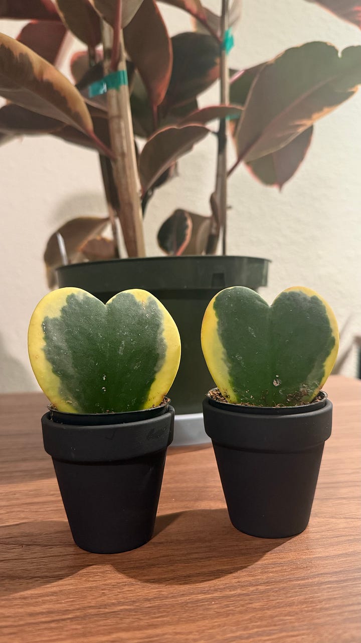 sweetheart plant, rubber tree, plant-mom