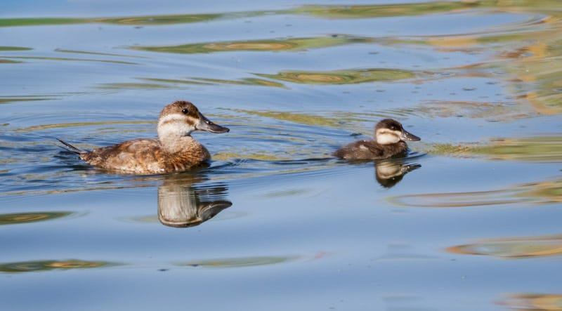 20250922-Sewailo-212-Edit.jpg 20250922-Sewailo-212-Edit.jpg