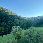 To the Lonely Wild Mustang